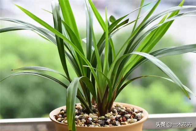 建兰:建兰和墨兰的植料有什么区别？