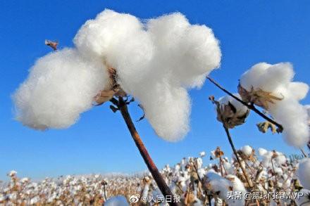 新疆棉花事件始末，如何看待蔡依林在“新疆棉花”事件中，成第一位被品牌解约的明星