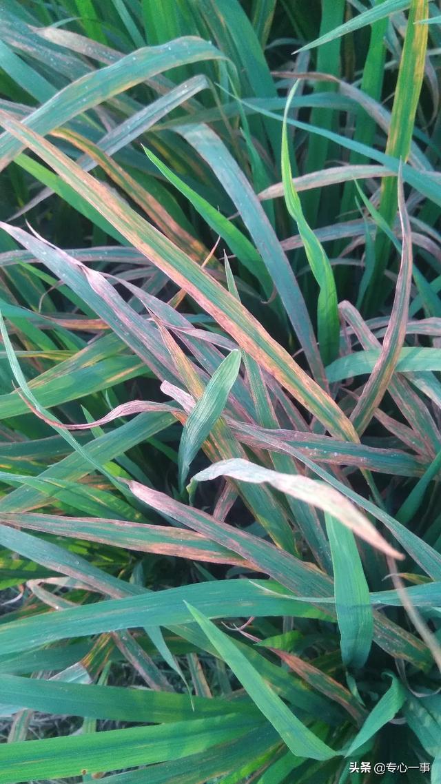 头条问答 - 水稻病大面积枯萎怎么办?(17个回答)