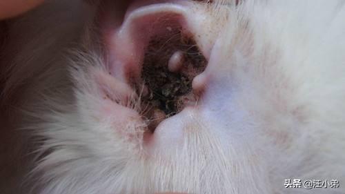 猫耳螨对人有什么症状:小苏打能给猫咪治疗螨虫吗？