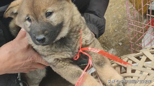 土狗图片:为什么说中华田园犬不比其他狗差呢？