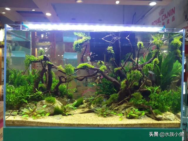 头条问答 想入草缸坑 该怎么做 水族小鱼的回答 0赞