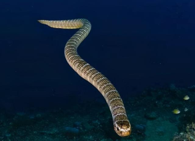 1962年浙江巨型海蛇，大海蛇之谜，巨型海蛇是否存在