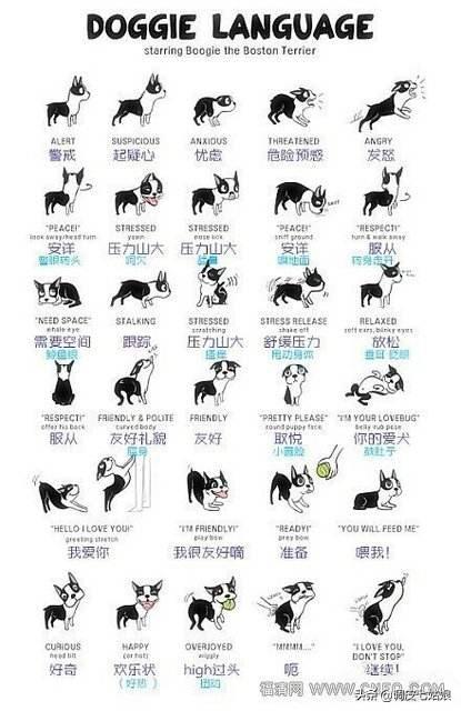 狗语翻译机中下载:怎么了解狗狗所表达的情绪？