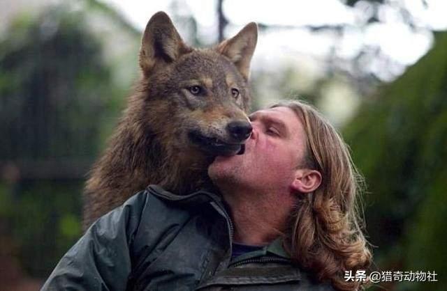 查尔斯王子伴侣犬:啥狗适合做家庭伴侣犬呢？