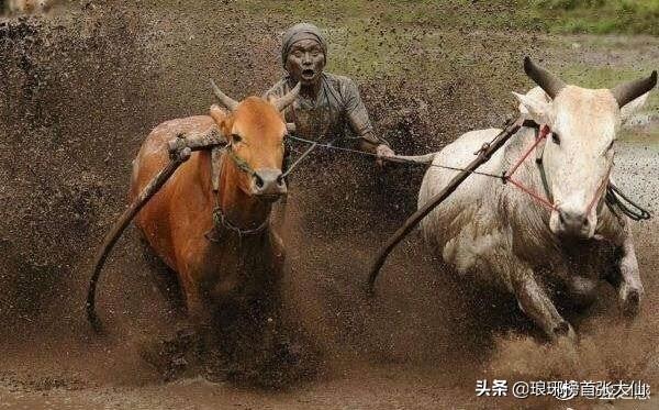 楚天宠物网btc:为什么说：“没有一次牛市，不坑人的？”？