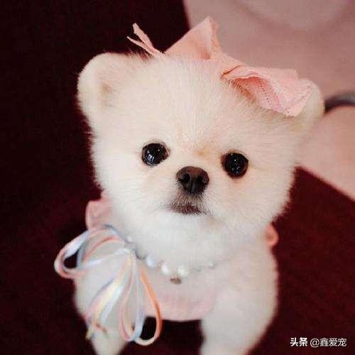 西安博美犬多少钱一只:一千块买博美是否买贵了？