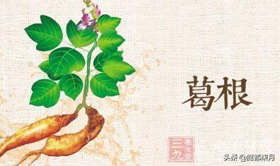 葛粉是什么,什么是葛根，葛根有什么作用？