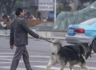 缉毒犬拉布拉多图片:国家规定城市小区不准养禽畜，狗也是六畜之一，养狗违法吗？