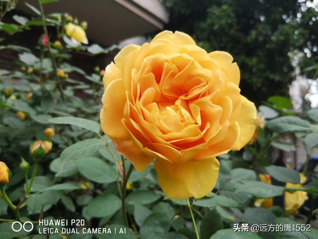 欧洲月季花品种介绍:月季花欧月品种介绍 养好欧月需要花多少时间和金钱？月季好养吗？