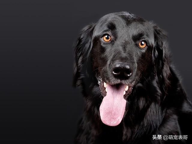 发情母狗生殖器:宠物发情期，主人该如何照顾？