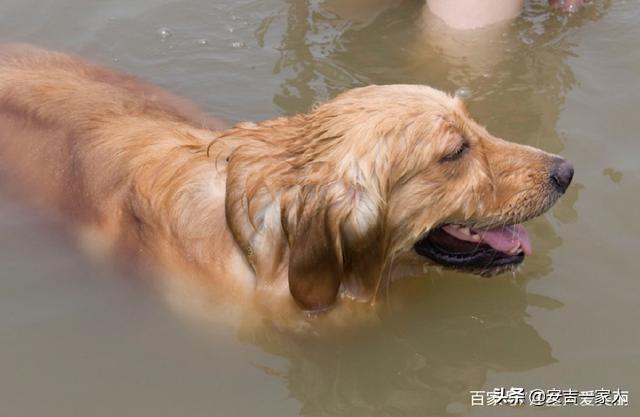 葡萄牙水犬:葡萄牙水犬多少钱一只 哪种狗最擅长游泳，为什么？