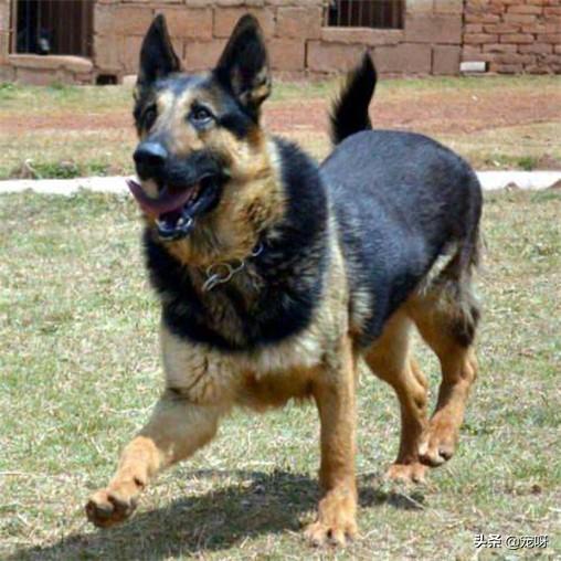 昆明犬价格:2019年昆明犬幼犬价格多少钱？有何依据？