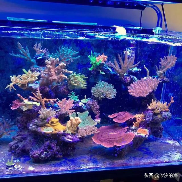 炮弹鱼混养珊瑚:什么鱼适合养在珊瑚缸呢？
