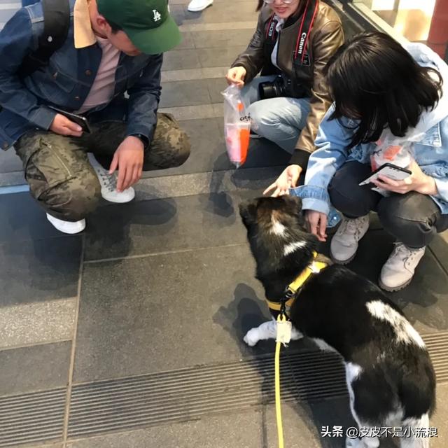 米格鲁犬遛弯能放狗绳吗:两个月的狗狗可以带它出去溜达吗？