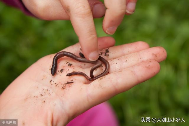 动物之森矛尾鱼雨天大海:秋季下过雨后去钓鱼，鱼不开口是什么原因？