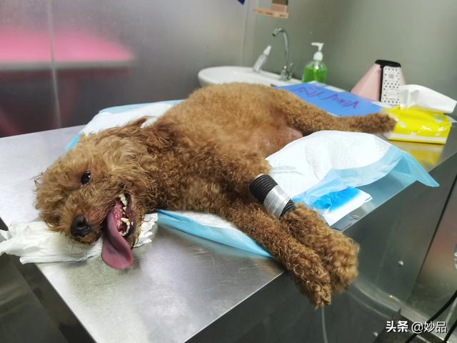 狗狗每晚都过来上我中宁小说网:哪些方面能体现狗狗对你很信任？