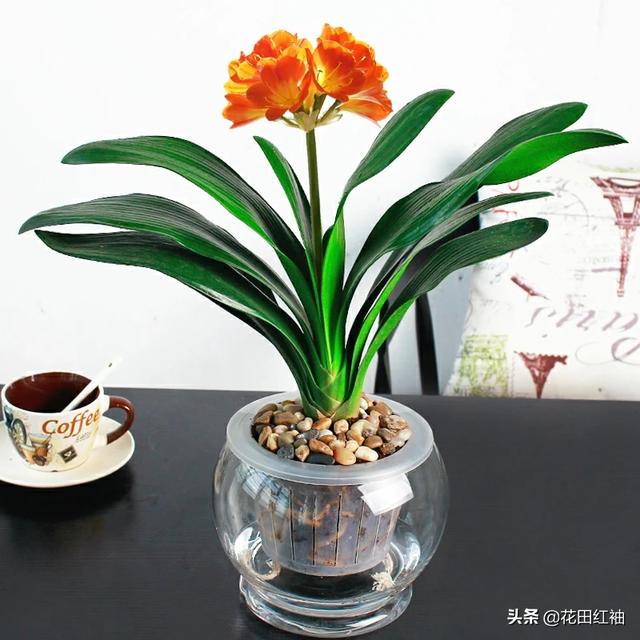 观叶植物营养液花之侣:能用稀释的营养液浇君子兰叶片吗？怎么样？