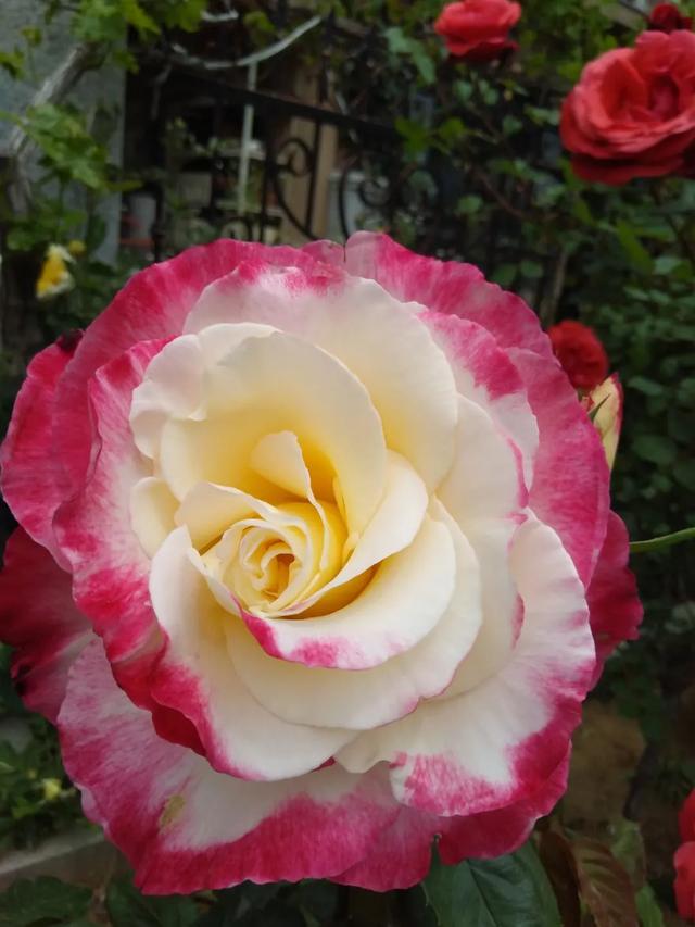 最香的几款月季品种是什么？插图62