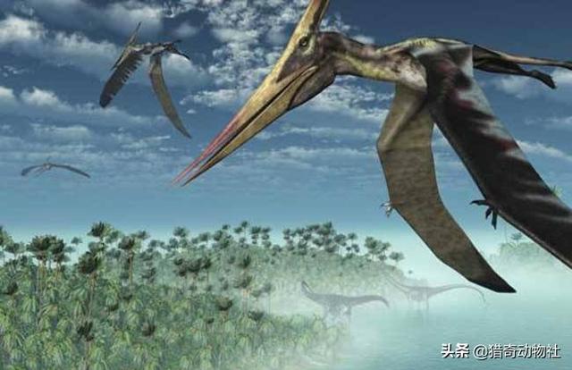 1864年拍到的翼龙，请问在恐龙时代，翼龙是怎么可能在天空上飞的呢它没有羽毛吗