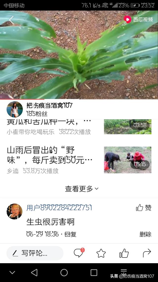 驱虫药剩半个:玉米被虫子吃的就剩杆了该怎么补救？有什么好办法吗？