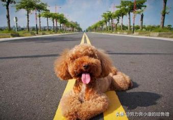 圣伯纳犬喂养须知:博美犬应该如何饲养？需要注意什么？