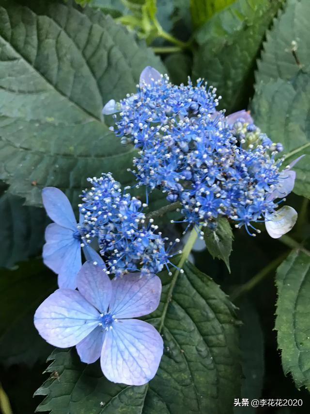 绣球花的花语蓝色白色:绣球花的花语 蓝色 紫色 粉色 什么品种的绣球花天生开花是篮色？