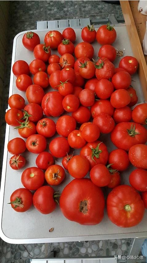 我家住在顶楼，最近想在楼顶搞一个空中花园，能否请大家提供好思路？插图64