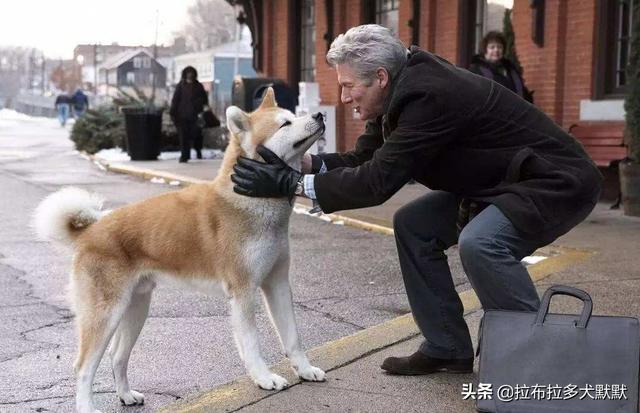 罗威拿犬容易生病吗:主人在什么情况下给狗狗洗澡容易让它生病？