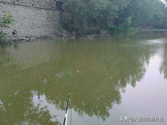 蓝倒吊鱼不会吃漂浮在水面的饲料:散养鱼塘，水肥鱼不开口，怎么办，有什么好的建议？