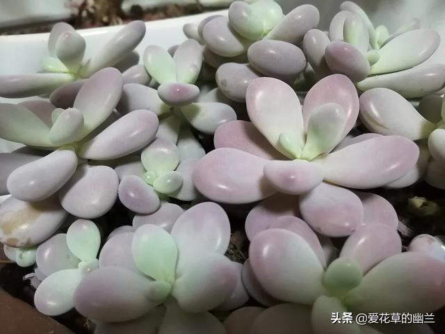 花叶芋根结线虫病:土壤里生了根线虫，该怎么办？