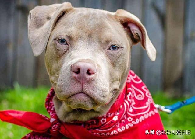 土佐斗犬能养吗:土佐犬一开始培育出来的目的是什么？为什么？