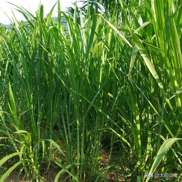 豆科牧草:豆科牧草有哪几种 南方养草鱼用什么牧草比较好？