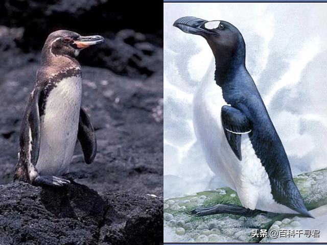 海鹦鹉:南极和北极都有企鹅生存吗？为什么？ 海鹦鹉图片
