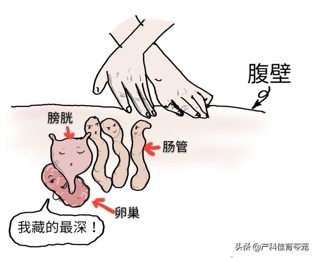 养生卵巢专业知识,常做卵巢保养可以杜绝