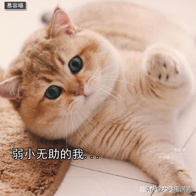 宠儿香猫咪营养膏:哪个牌子的幼猫营养膏好？