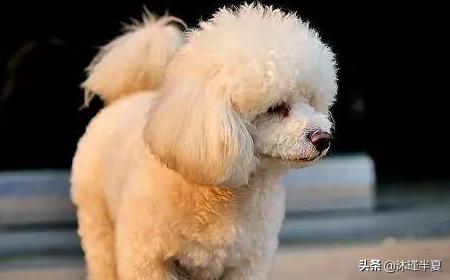 幼犬疫苗怎么打:刚带回家的狗狗什么时候打疫苗？