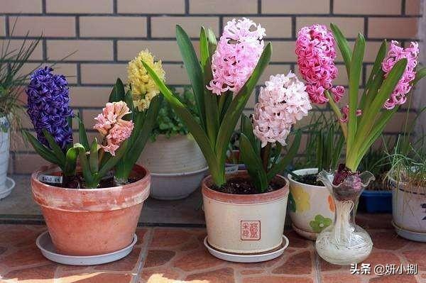 头条问答 新买的风信子可以带盆土种吗 13个回答