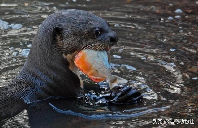 怎么辨别食人鲳:食人鱼是以人肉为食吗？为何这样称呼一条鱼？