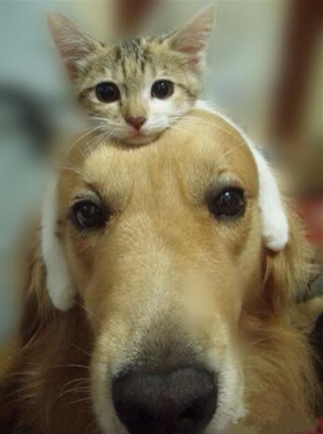 猫和:为什么说猫和狗不能一起养，有成功案例的朋友分享一下吗？ 猫和老鼠