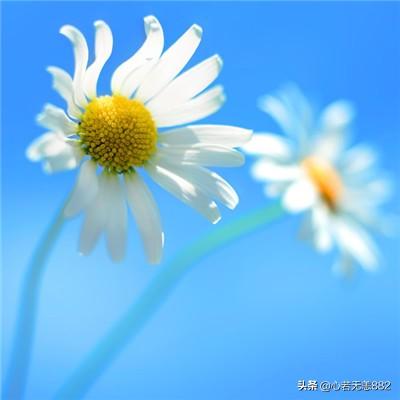 推荐一下好看的特种兵或者雇佣兵小说,真实性强一点的,类似《狼群》？