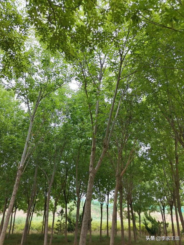 七十年代没风扇夏天怎么过，七十年代农村没有电视，甚至没有风扇，夏天的晚上怎么过