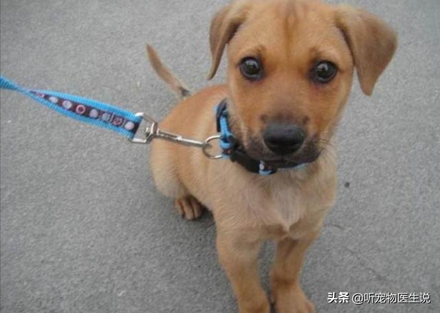 保定哪有宠物医院大全:为何宠物医院的价格都很贵？ 保定农大宠物医院