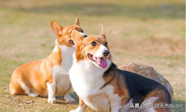 英国纯种可卡犬图片:英国可卡犬1只大概多少RMB？