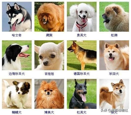 中大型犬类即将面临灭绝:狗放弃了狼的身份来到人类身边，算是成功的吗？