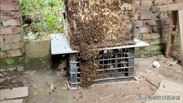 蚂蚁与蜂蜜，蚂蚁和蜜蜂等这类生物，会产生一个群体意识吗