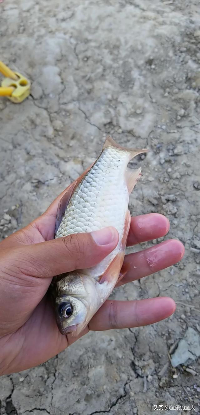 常钓的池塘里的鱼为什么不吃老坛玉米？