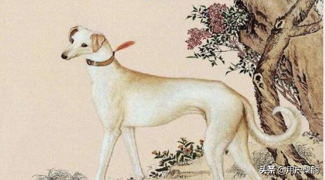 伦理人狗杂交:《聊斋志异》中的《犬奸》是一个什么样的故事？