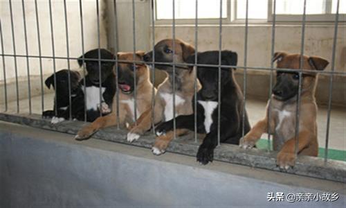徐州有金丹犬吗:中国最大最正规的肉狗养殖基地是哪个？