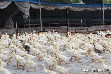 磺胺间甲氧嘧啶钠配伍药品:育肥猪发生脑炎型链球菌，如何防控和治疗？